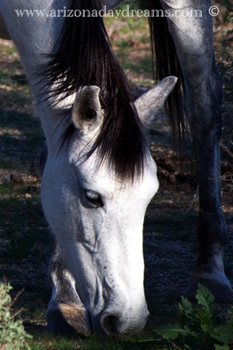 "Spirit Horse 3"
McDowell Rd. Scottsdale, AZ.